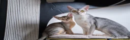 Abyssinian cats for sale: Bonbon – Ready Now | Exceptional Silver Abyssinian - Advert 7