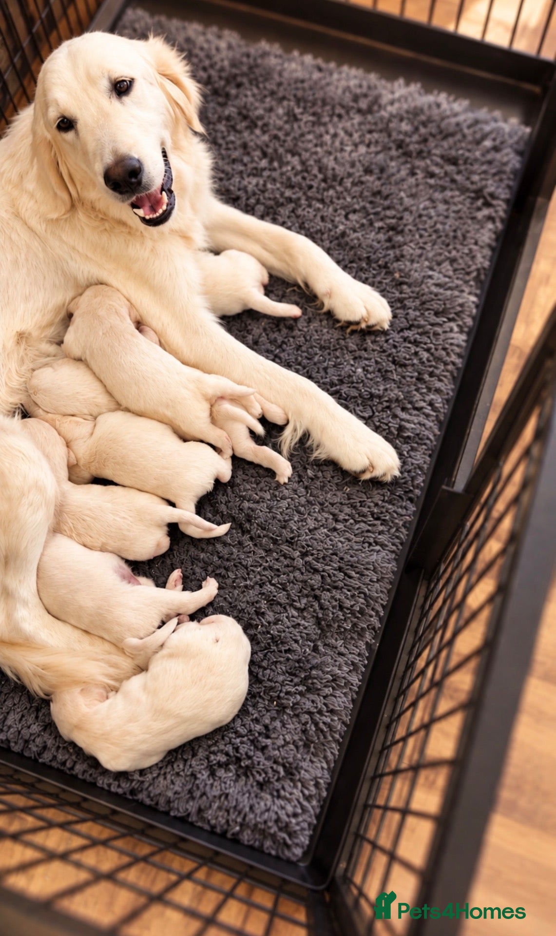 Golden Retriever dogs Golden retriever puppies  - Advert 3