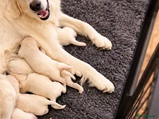 Golden Retriever dogs Golden retriever puppies - Advert 3