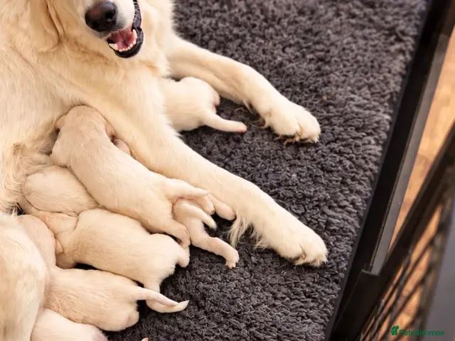 Golden Retriever dogs Golden retriever puppies - Advert 12