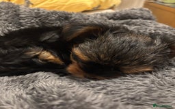 Yorkshire Terrier dogs for sale: Adorable Mini Yorkshire Terrier Puppy 🐾 - Image 5