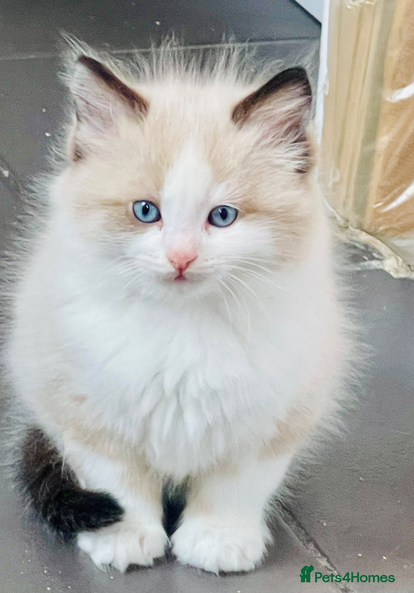Ragdoll cats Stunning Blue-Eyed Ragdoll-Type Bicolour Kitten - Advert 2