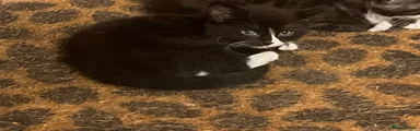 Domestic Shorthair 1