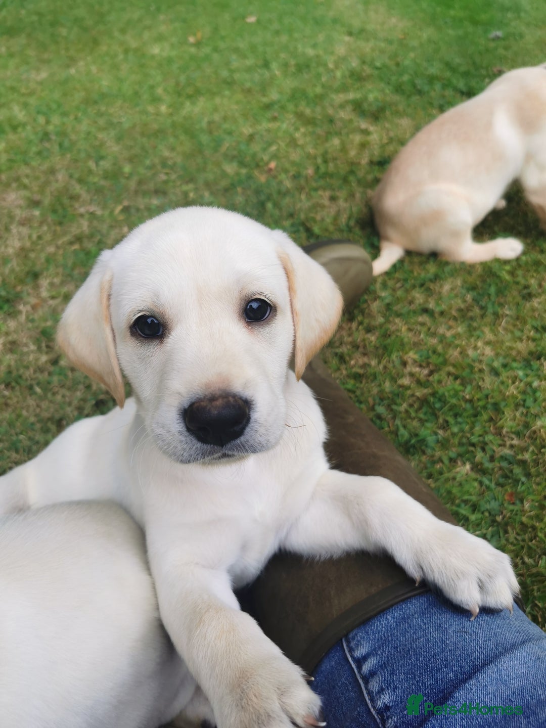 Labrador Retriever dogs for sale: Yellow labrador puppies  - Image 4