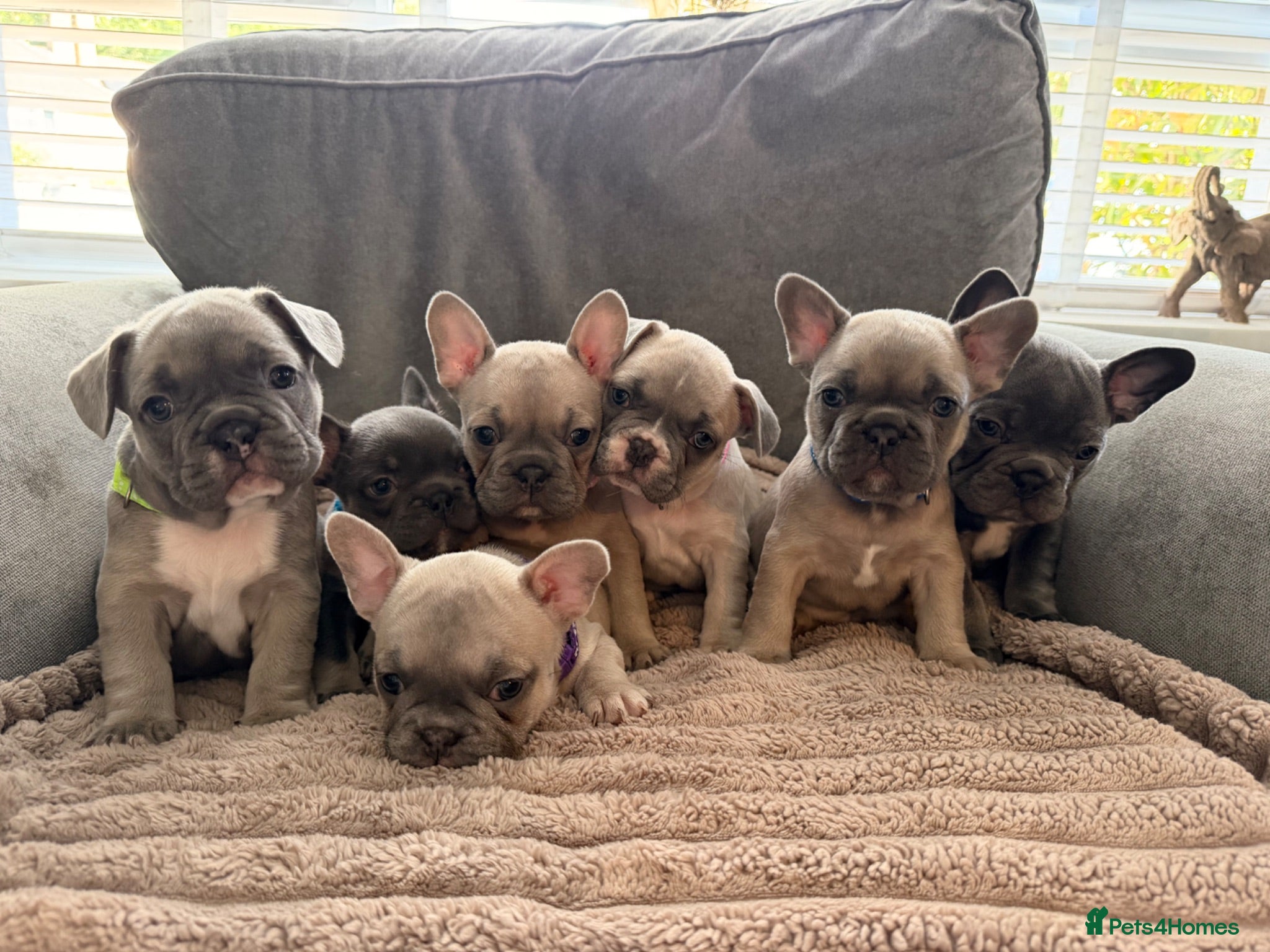 French Bulldog dogs 🐾 Frenchies Ready for Their Forever Homes! 🐾 - Advert 7