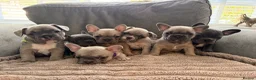 French Bulldog dogs for sale: 🐾 Frenchies Ready for Their Forever Homes! 🐾 - Advert 2