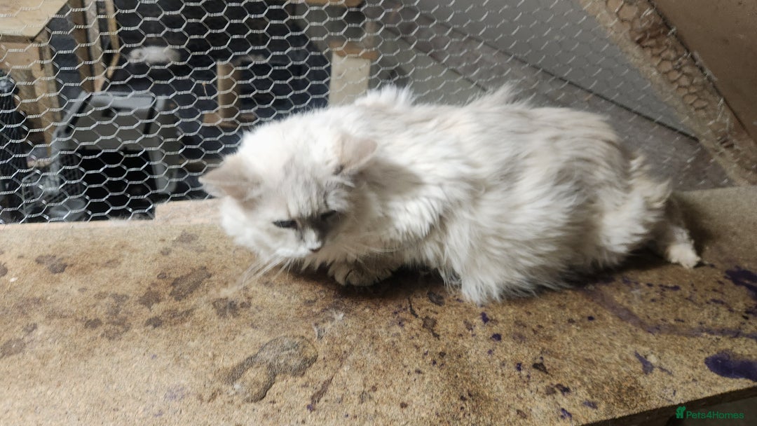 British Longhair cats for sale: British long hair kittens - Advert 15