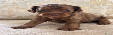 Cocker Spaniel 8