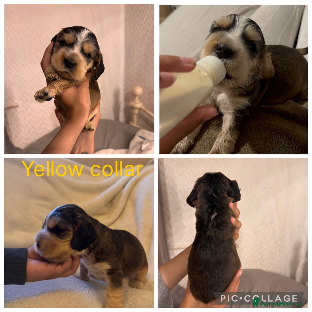 Cocker Spaniel dogs for sale: 🐶 Beautiful Show Cocker Spaniel Puppies 🐾 - Image 2