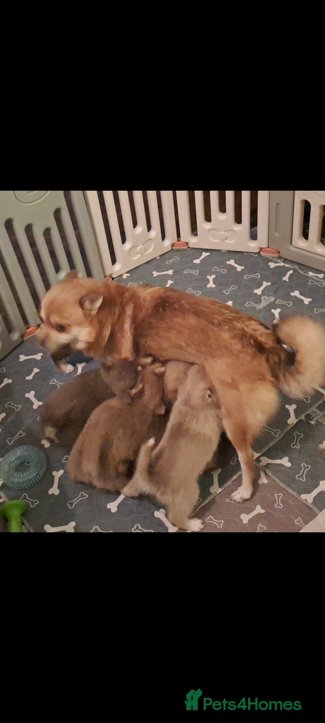 Pomsky dogs for sale: Blue Eyed F4 Toy Pomskies - Advert 26