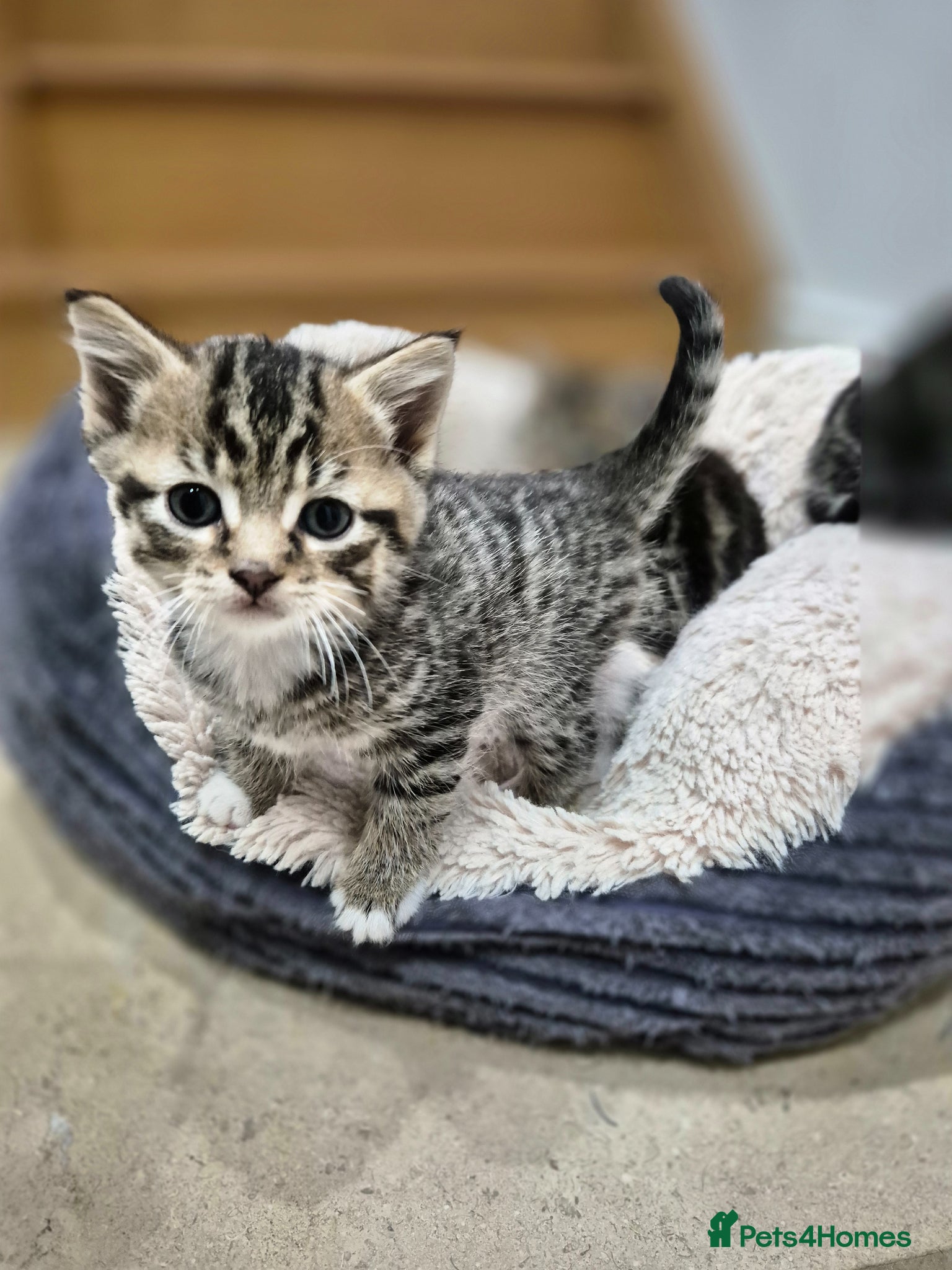 Maine Coon cats Maine coon  x kittens - Ready now - Advert 12