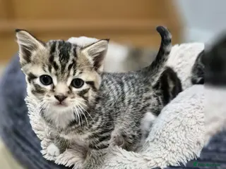 Maine Coon cats Maine coon x kittens - Ready now - Advert 12