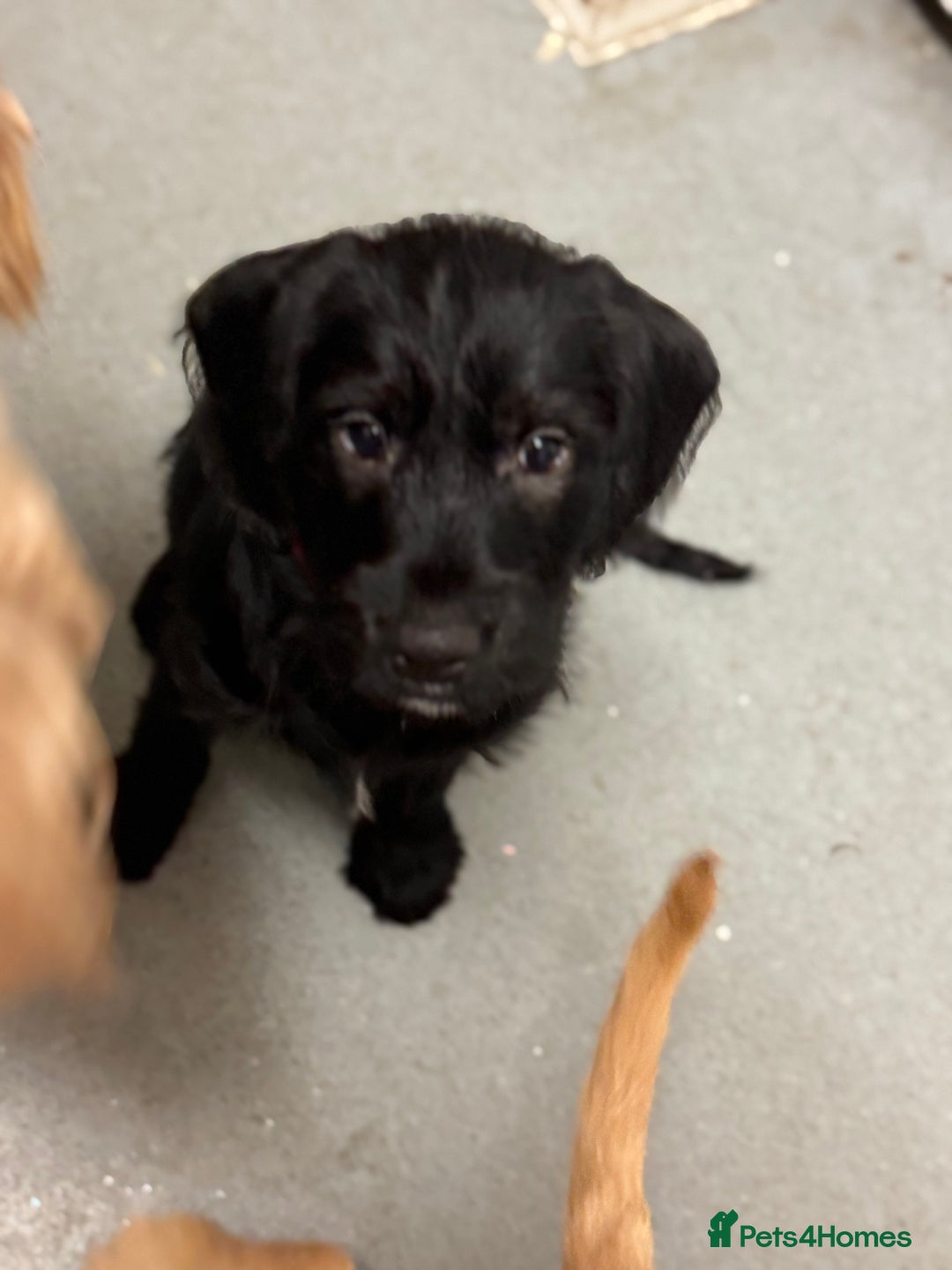 Mixed Breed dogs for sale: Beautiful unique puppies last girl left  - Advert 1