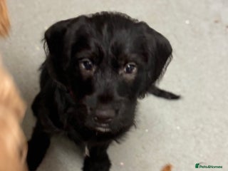 Mixed Breed dogs Beautiful unique puppies last girl left - Advert 13