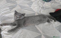 British Shorthair cats for sale: British Short-hair Kittens x3  - Image 1