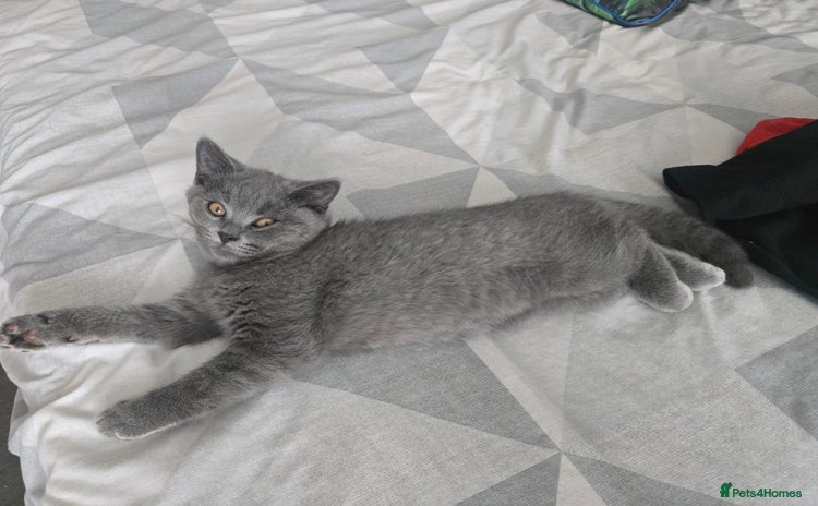 British Shorthair cats - Advert 15