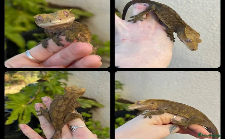Gecko reptiles - Advert 15