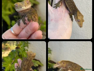 Gecko reptiles - Advert 37