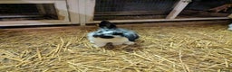 Mini Lop rabbits for sale: Mini loop cross Lionhead - Advert 5