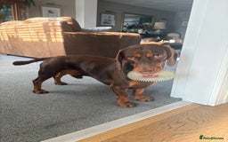Mixed Breed dogs for stud: Meet Wilbur – Our 1/1 Cocker Spaniel x Dachshund - Image 3