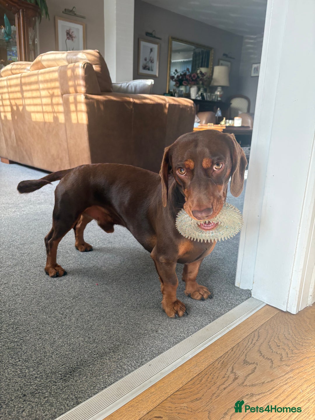 Mixed Breed dogs for stud: Meet Wilbur – Our 1/1 Cocker Spaniel x Dachshund - Image 3