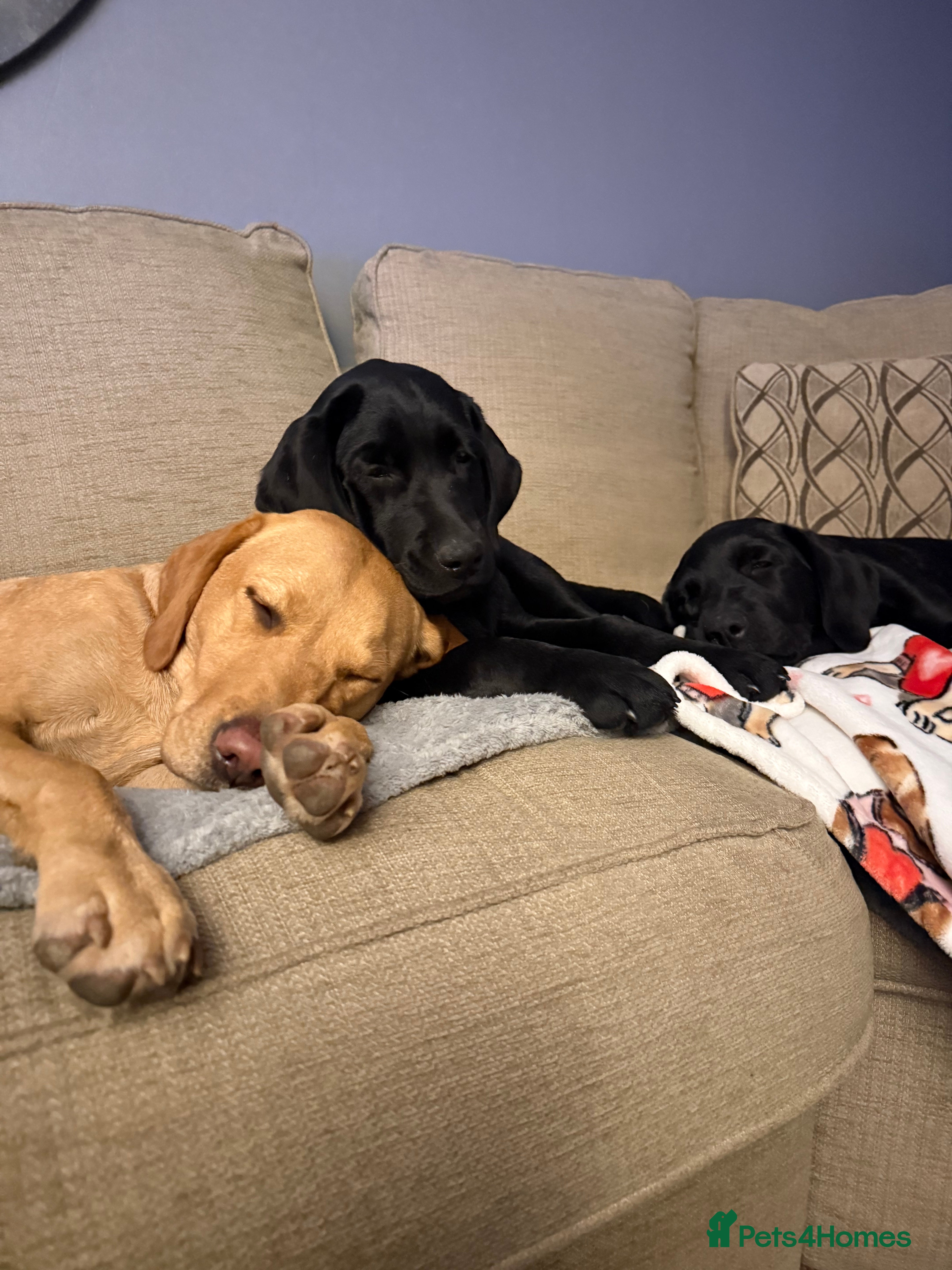 Labrador Retriever dogs 2 black female Labradors - Advert 22
