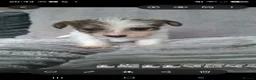 Jack Russell dogs for sale: Jack Russell  puppies  - Advert 6