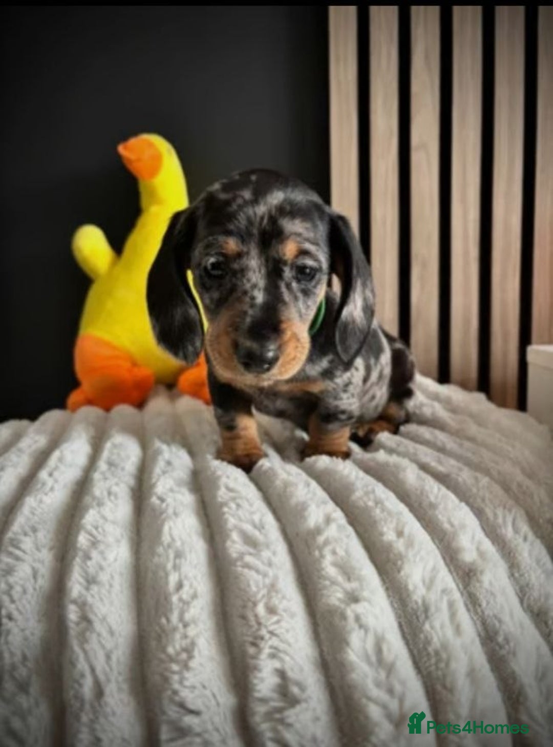 Miniature Dachshund dogs for sale: Adorable Miniature Dachshund Puppies - Advert 4