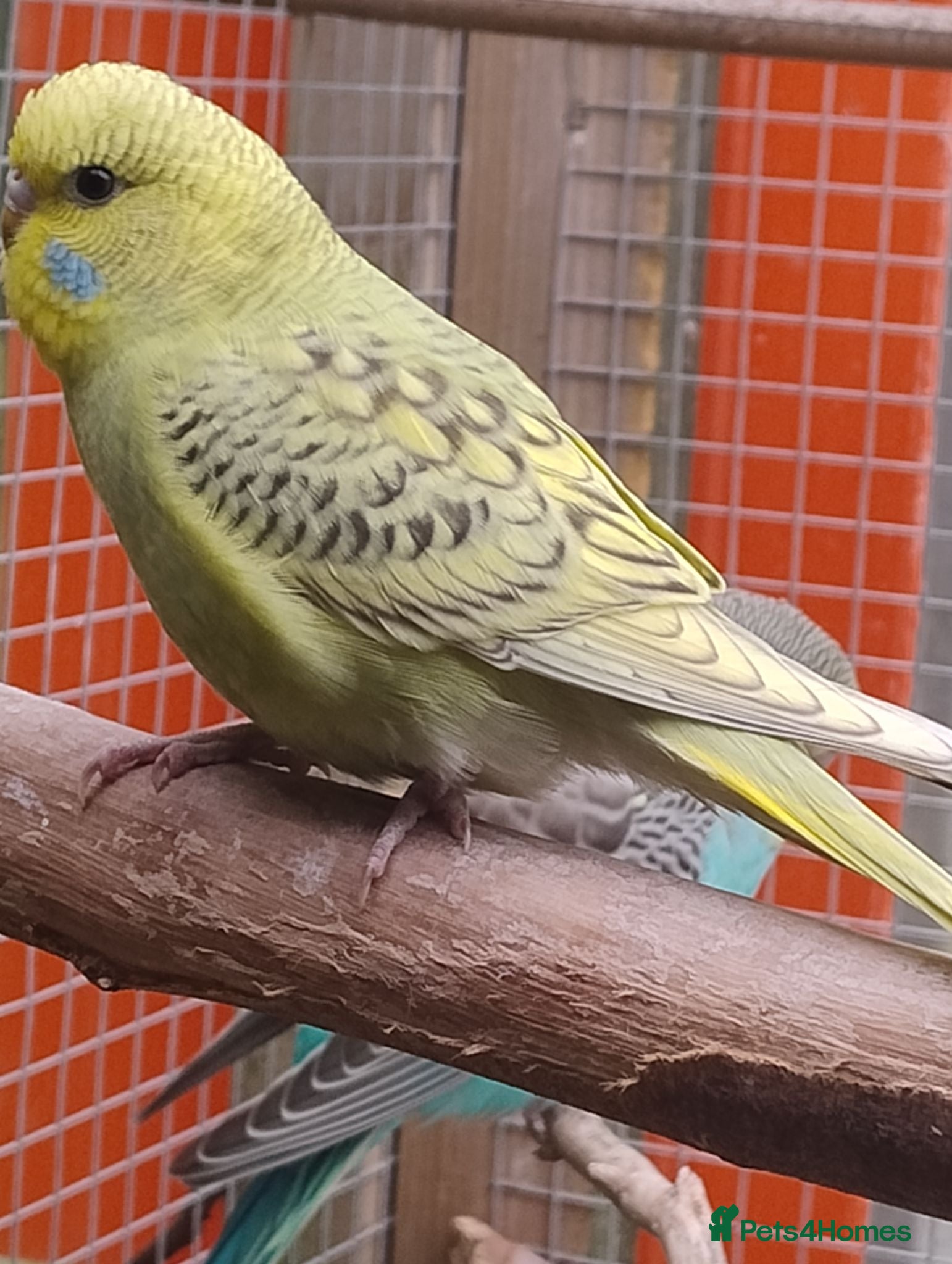 Budgerigars birds Baby budgies, easily tamed  - Advert 21