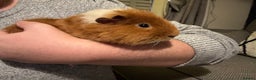 Guinea Pig rodents for sale: Gorgeous 6 month Teddy Guinea pig - Advert 7