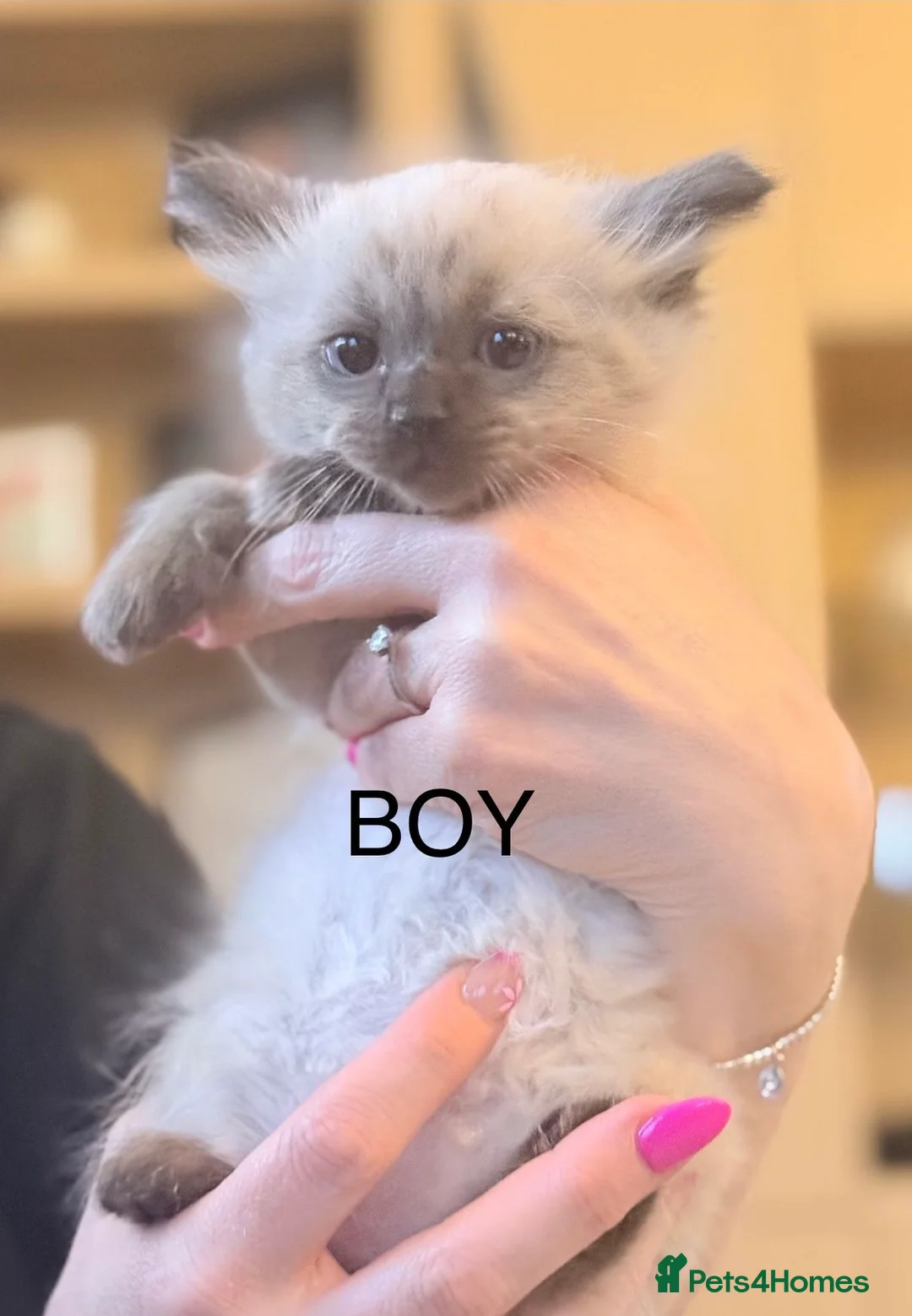 Ragdoll cats for sale: 5 gorgeous pure breed ragdoll kittens  - Advert 11