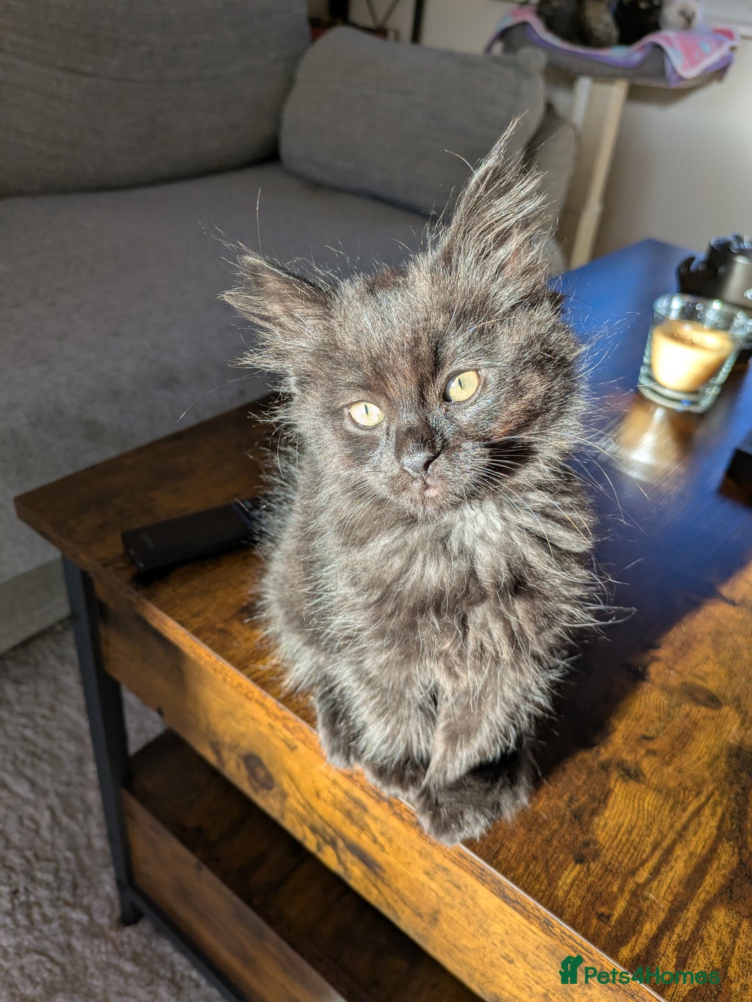 Mixed Breed cats for sale: 4 beautiful kittens ready to be rehome  - Advert 6