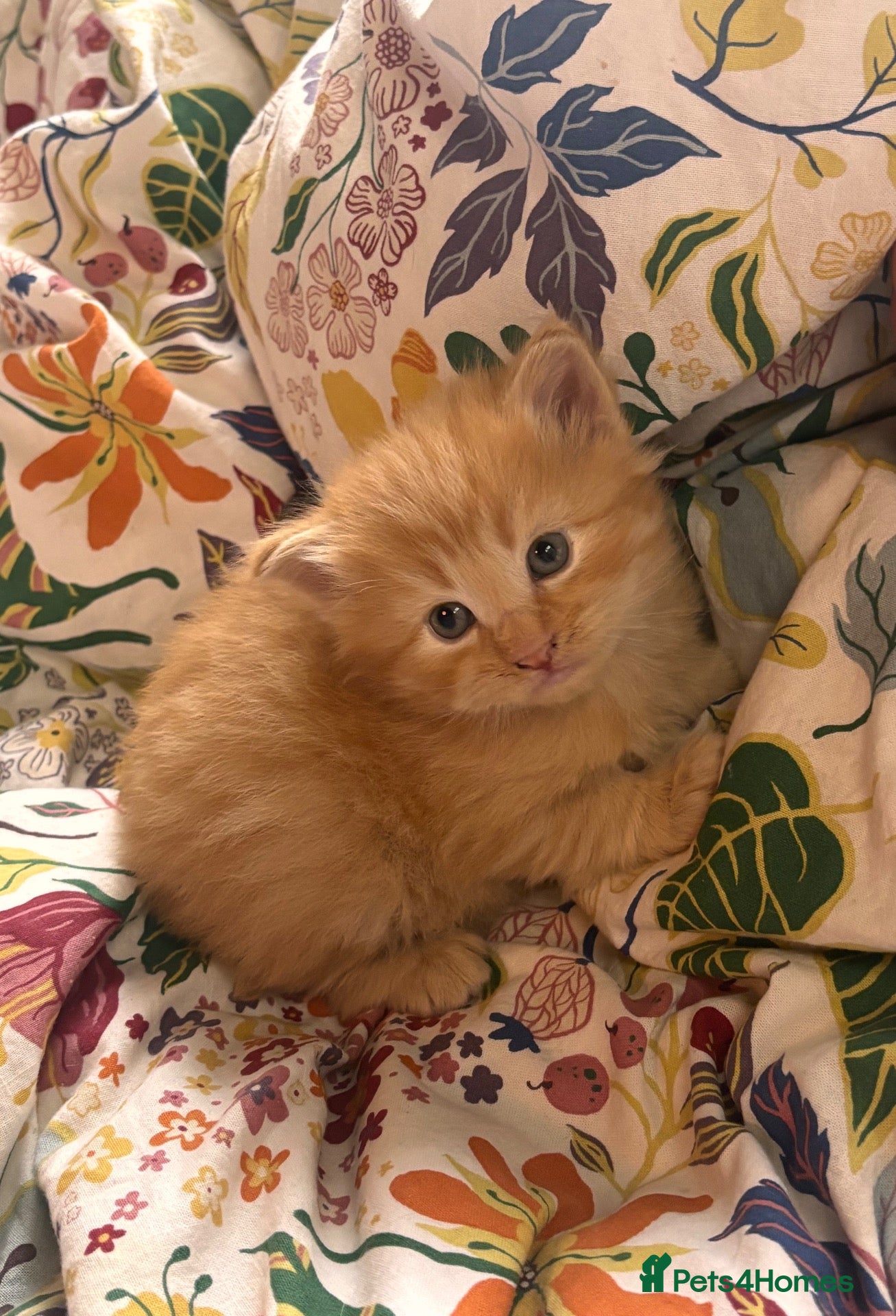 Norwegian Forest Cat cats for sale: Tricolore Magic  - Advert 1