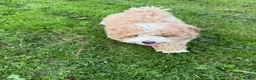 Maltipoo dogs for sale: Maltipoo Puppy - Advert 3