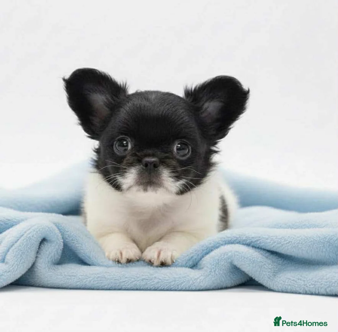 Chihuahua dogs for sale: Chihuahua  - Advert 2