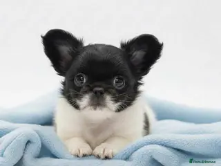 Chihuahua dogs Chihuahua - Advert 13