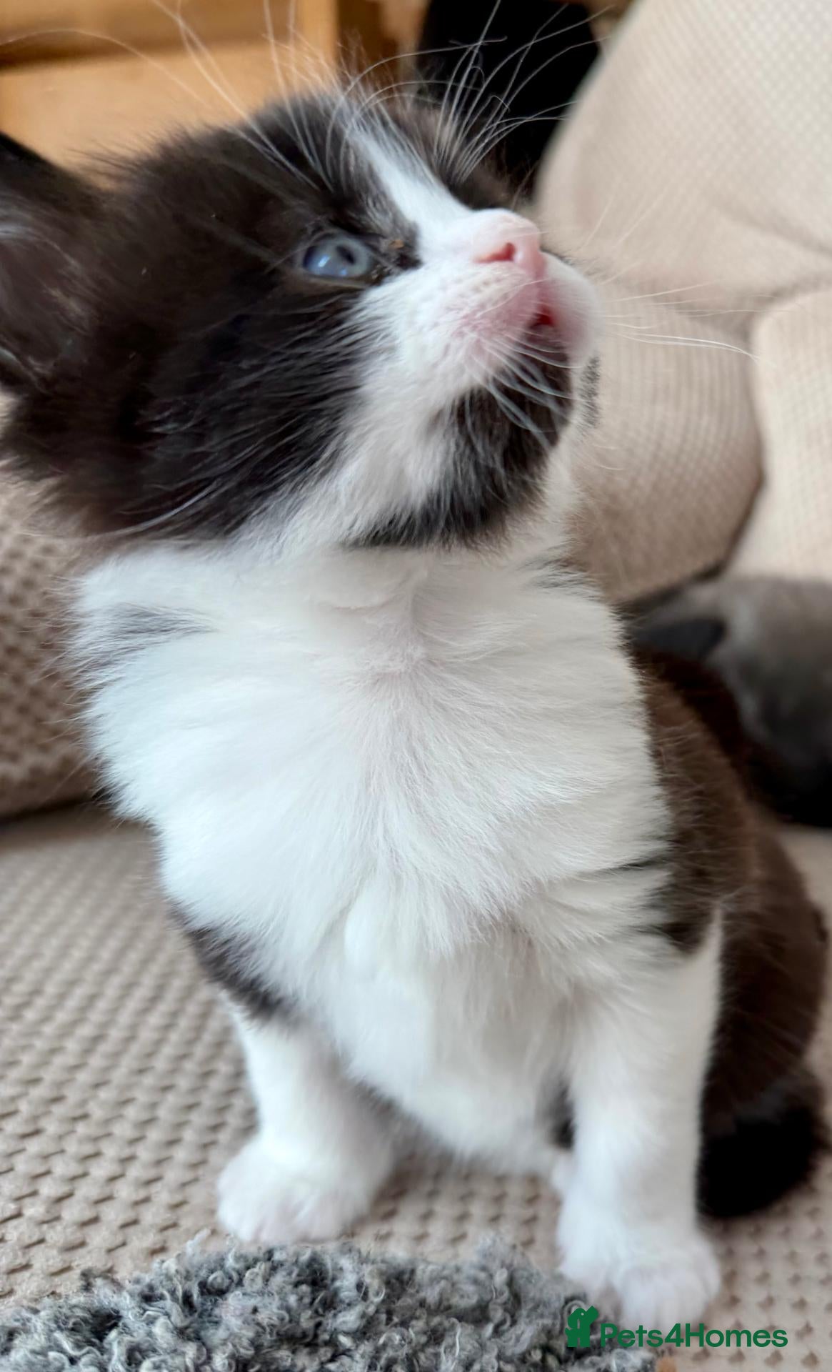 Mixed Breed cats for sale: Gorgeous 5 Adorable Kittens Ready For Home 💕 - Advert 2