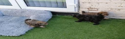 Maltipoo dogs for sale: CHOCOLATE & TAN MALTIPOO - Advert 14