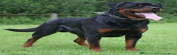 Rottweiler dogs for sale: KC rottweiler male  - Advert 4
