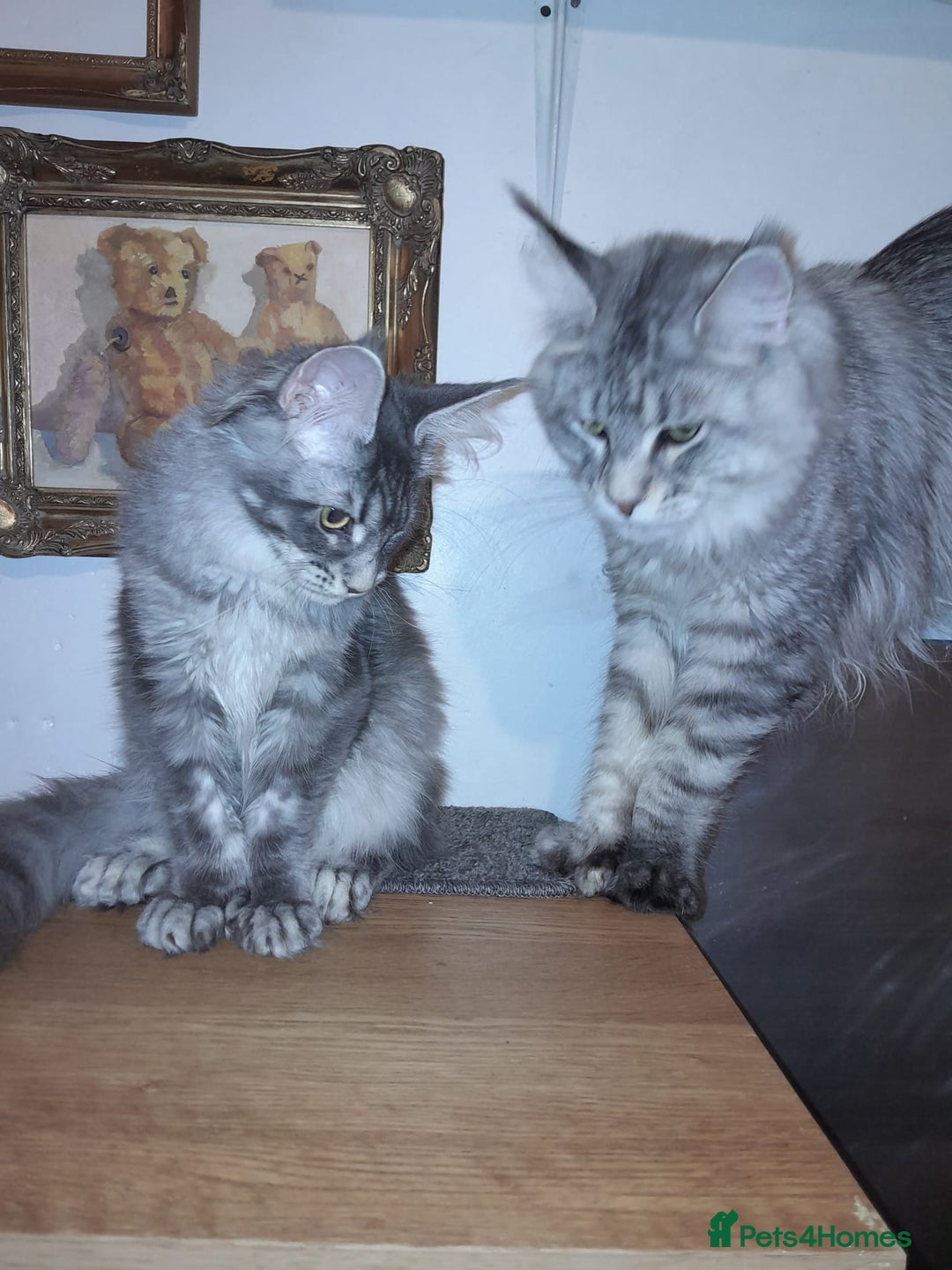 Maine Coon cats for sale: Polydactyl SolidBlue/BlackSilver Girls Maine Coon - Advert 7