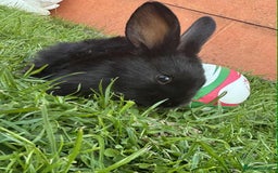 Continental Giant rabbits for sale: Baby Rabbits  - Image 3