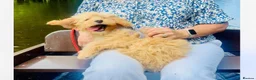 Cockapoo dogs for sale: Cockapoo - Advert 2