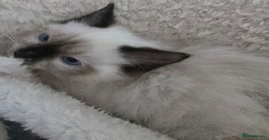 Ragdoll cats - Advert 1