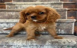 Cavalier King Charles Spaniel dogs for sale: KC King Charles Cavaliers.❤️Heart & Health Tested. - Image 2
