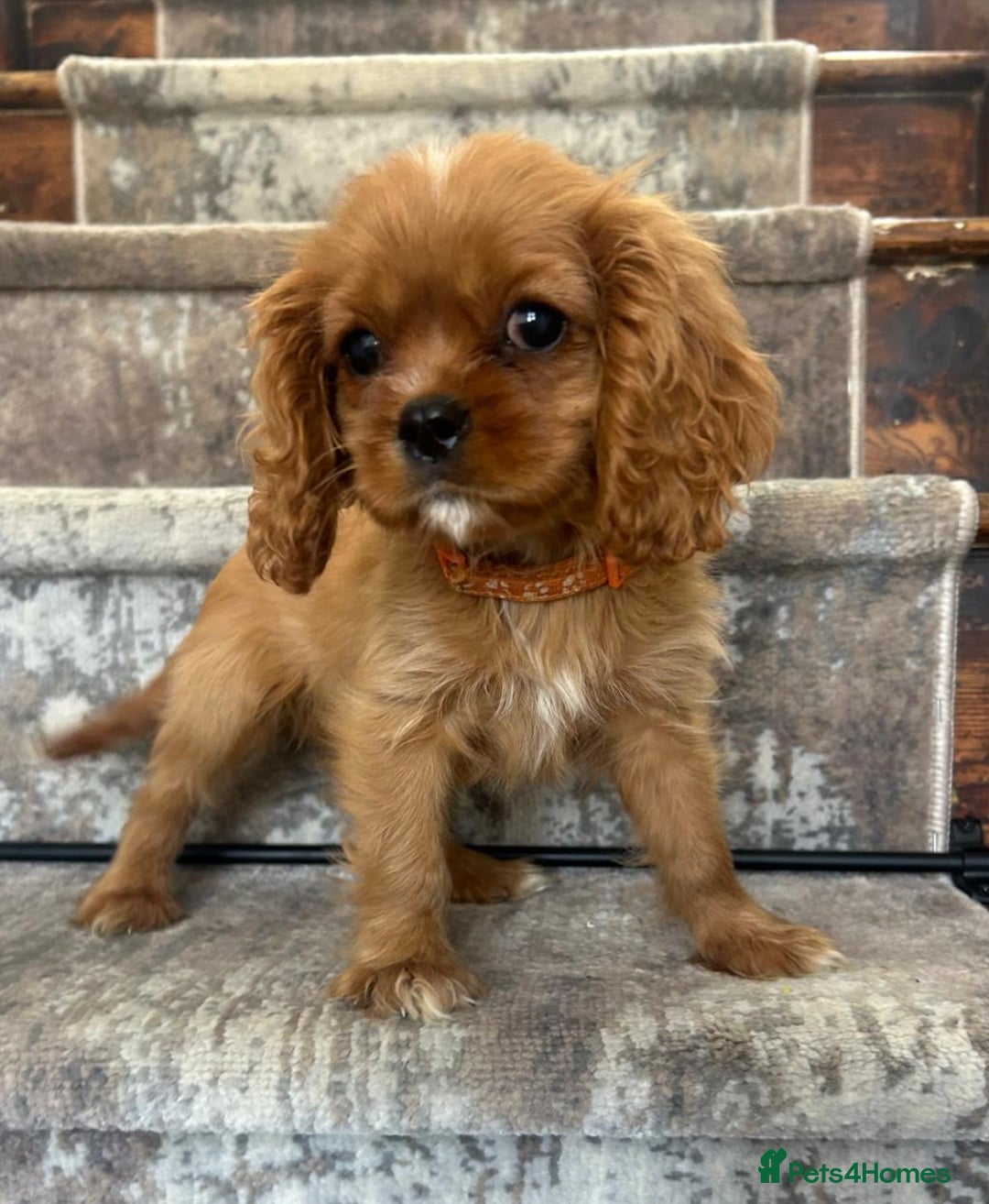 Cavalier King Charles Spaniel dogs for sale: KC King Charles Cavaliers.❤️Heart & Health Tested. - Image 2