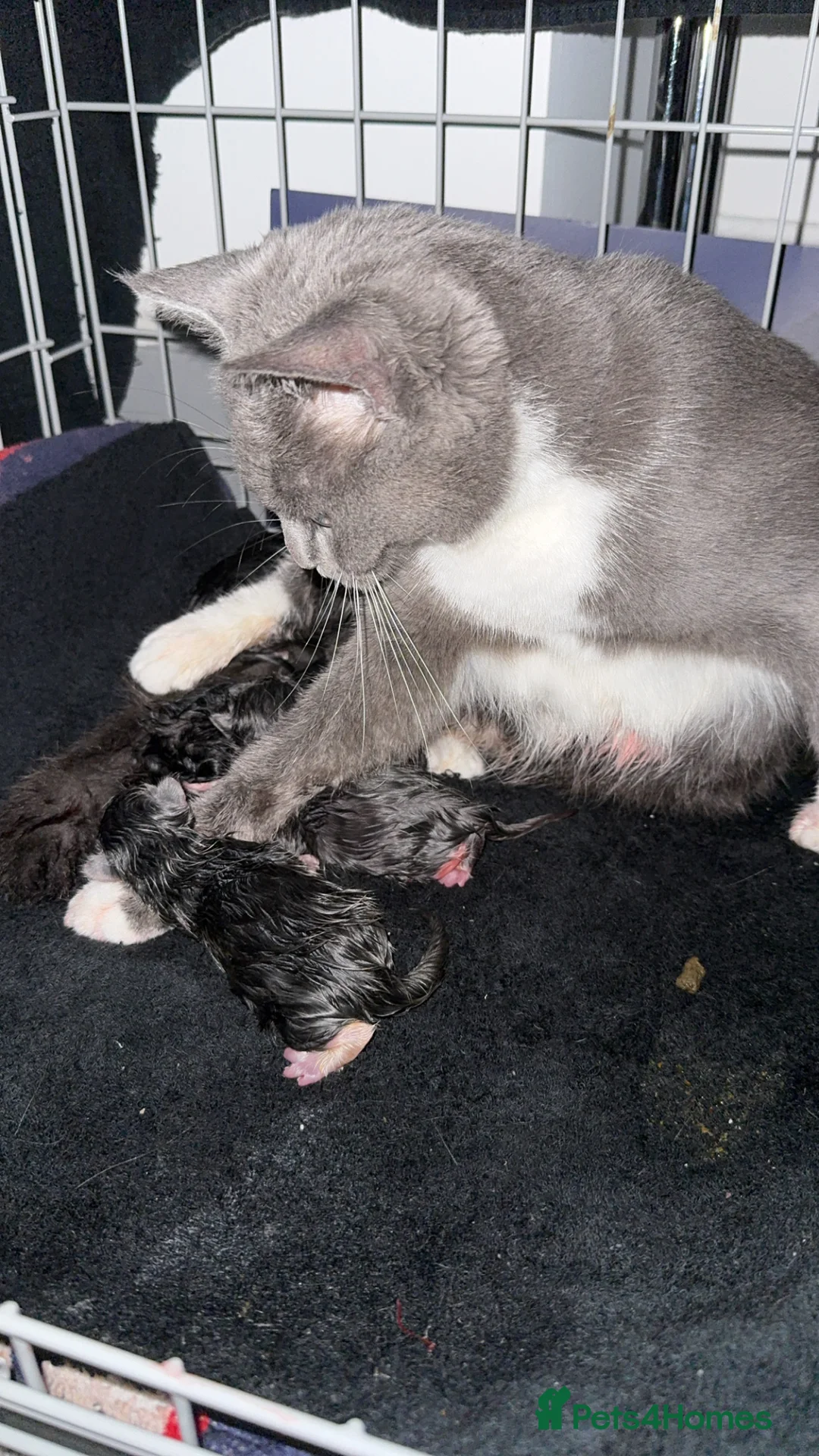 Mixed Breed cats for sale: Persian blue Russian & Tabby - Advert 18