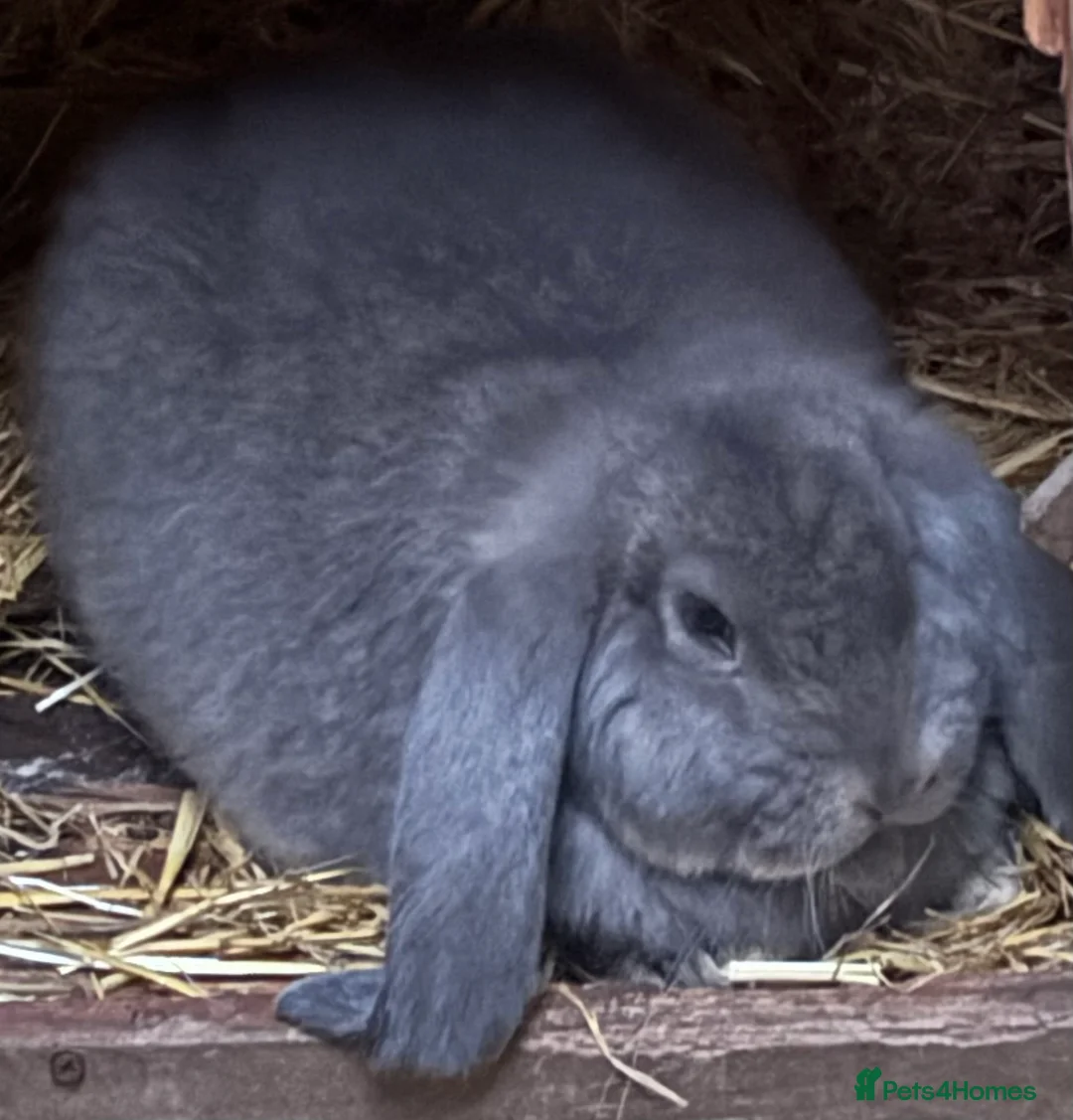 French Lop rabbits for sale: Pure bred French lops - Advert 4
