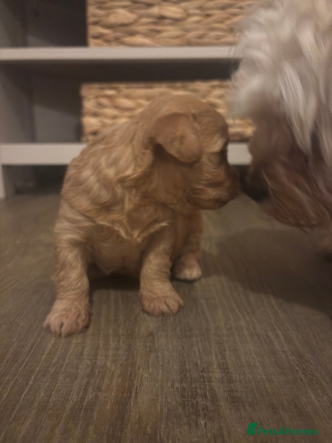 Cavachon dogs for sale: Toy Cavapoochons  - Advert 14