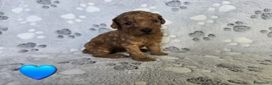 Cavapoo 2