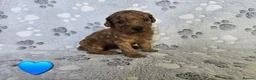 Cavapoo dogs for sale: 8 gorgeous F2B Toy cavapoo puppies. 4 boys 4 girls in Rhyl - Advert 7